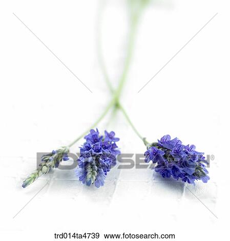 Stock Photo - Close up of lavender, Herb. Fotosearch