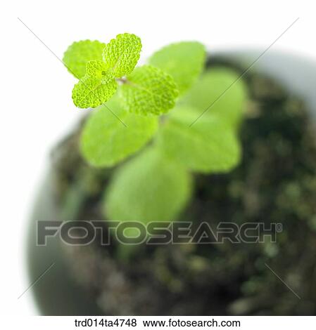 Closeup of applemint leaf, herb View Large Photo Image Stock Photo - Closeup of applemint leaf, herb. Fotosearch