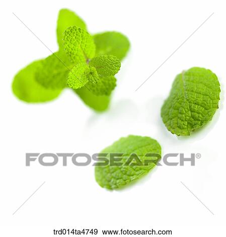 Closeup of applemint leaf, herb View Large Photo Image Stock Photo - Closeup of applemint leaf, herb. Fotosearch