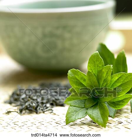 Dried green tea leaves, Chinese tea and Japanese tea View Large Photo Image Picture - Dried green tea leaves, Chinese tea and Japanese tea. Fotosearch