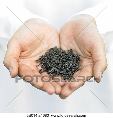Dried tea leaves on the hands, Oriental tea View Large Photo Image Stock Image - Dried tea leaves on the hands, Oriental tea . Fotosearch