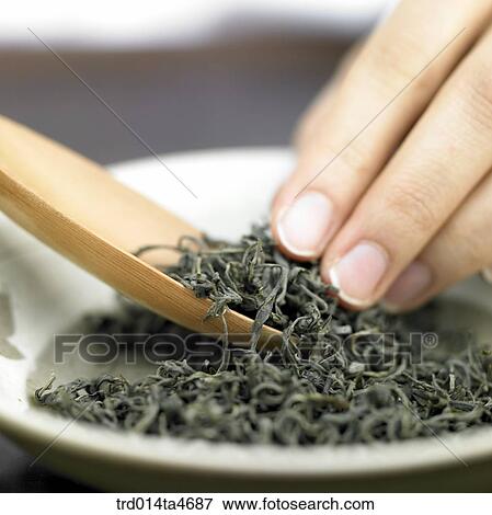 Hands holding dried green tea leaves, Oriental tea View Large Photo Image Stock Photo - Hands holding dried green tea leaves, Oriental tea . Fotosearch