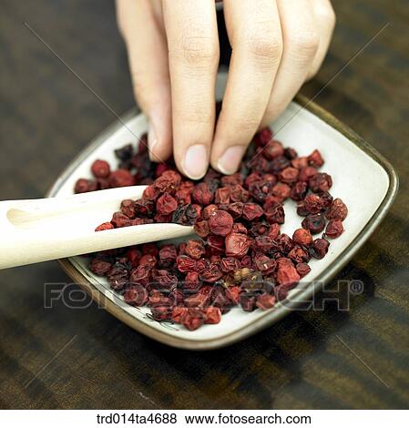 Hands holding Maximowiczia typica, Oriental tea View Large Photo Image Stock Photo - Hands holding Maximowiczia typica, Oriental tea . Fotosearch