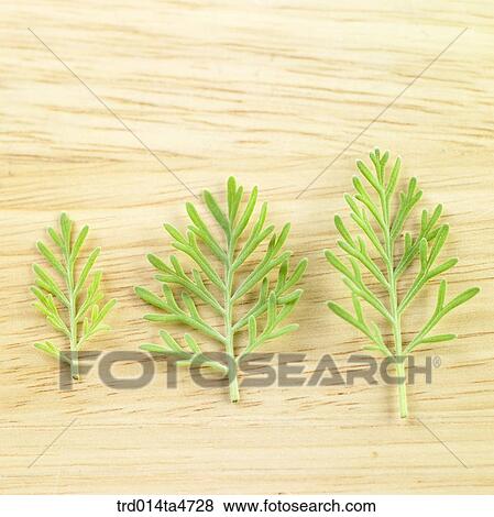 Herabal tea leaf on the tray View Large Photo Image Stock Photo - Herabal tea leaf on the tray. Fotosearch