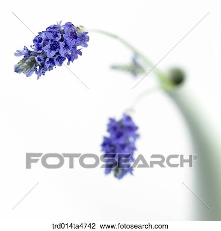 Lavender in the vase, close up View Large Photo Image Stock Image - Lavender in the vase, close up. Fotosearch