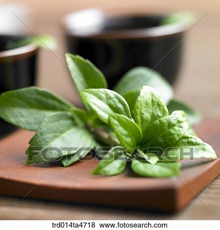 leaf on the tearay, Chinese tea, Japanese tea View Large Photo Image Stock Photo - leaf on the tearay, Chinese tea, Japanese tea . Fotosearch