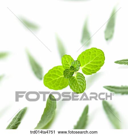 Leaves of lavernder and applemint, herb View Large Photo Image Stock Image - Leaves of lavernder and applemint, herb. Fotosearch