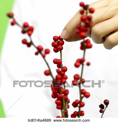 Maximowiczia typica fruits on branch, Chinese medicine ingredient View Large Photo Image Stock Photo - Maximowiczia typica fruits on branch, Chinese medicine ingredient. Fotosearch