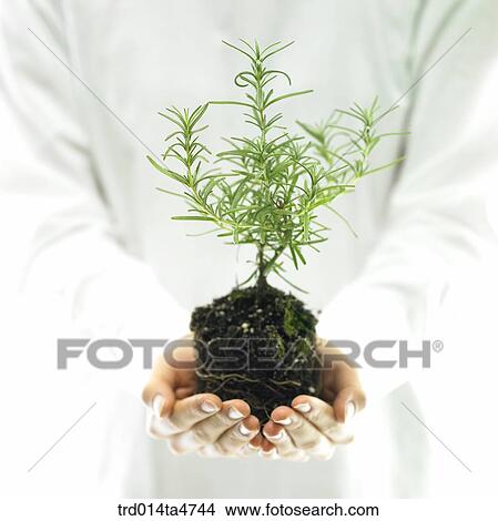 Rosemary on the hands, herb View Large Photo Image Picture - Rosemary on the hands, herb. Fotosearch