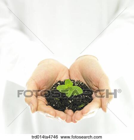 Soil and applemint on the hands, herb View Large Photo Image Stock Photograph - Soil and applemint on the hands, herb. Fotosearch
