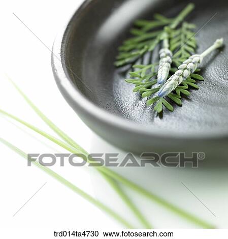 Tea leaf on the tray, Herbal tea, herb View Large Photo Image Stock Image - Tea leaf on the tray, Herbal tea, herb. Fotosearch