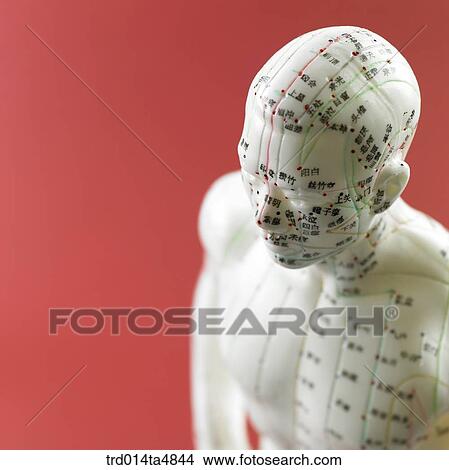 Picture - an anatomical model of the human body. Fotosearch