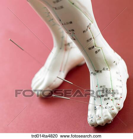 Stock Image - Anatomical model for acupuncture, foot. Fotosearch