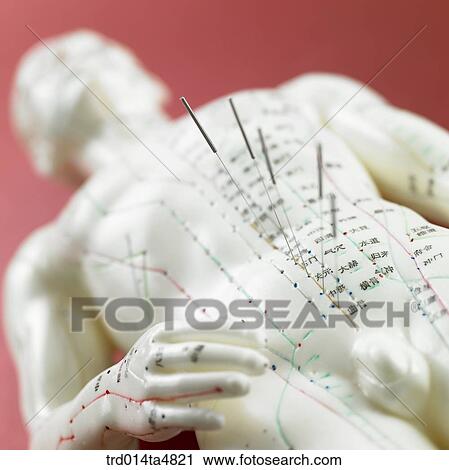 Anatomical model for acupuncture View Large Photo Image Stock Image - Anatomical model for acupuncture. Fotosearch