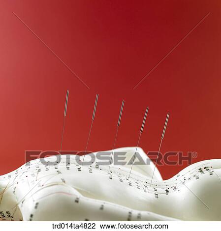 Anatomical model for acupuncture View Large Photo Image Stock Image - Anatomical model for acupuncture. Fotosearch