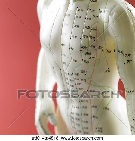 Stock Photo - Anatomical model for acupuncture. Fotosearch
