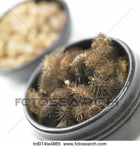 Chinese medicine, cocklebur and snake's beard View Large Photo Image Stock Photography - Chinese medicine, cocklebur and snake's beard. Fotosearch