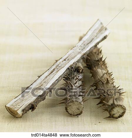 Chinese medicine, dried Japanese angelica trees View Large Photo Image Stock Photo - Chinese medicine, dried Japanese angelica trees. Fotosearch