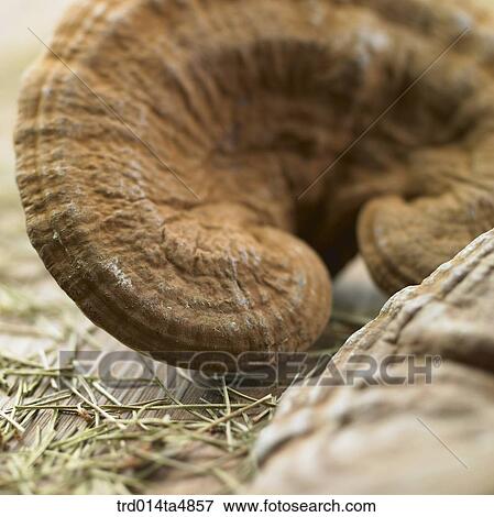 Chinese medicine, Ganoderma lucidum and cone pine View Large Photo Image Stock Photo - Chinese medicine, Ganoderma lucidum and cone pine. Fotosearch