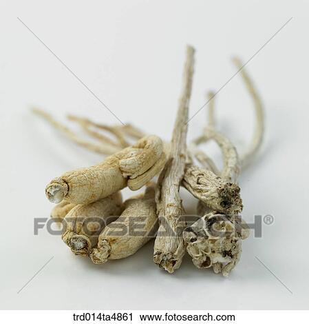 Chinese medicine, ginseng and balloonflower View Large Photo Image Stock Image - Chinese medicine, ginseng and balloonflower. Fotosearch