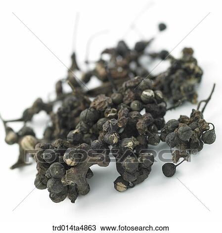 Chinese medicine, Hovenia dulcis View Large Photo Image Stock Image - Chinese medicine, Hovenia dulcis. Fotosearch