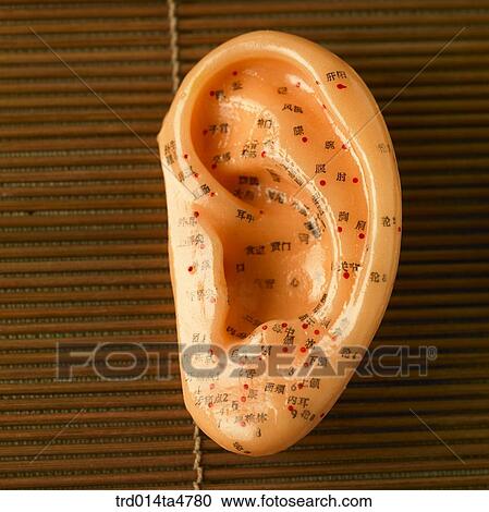 Chinese medicine, Oriental medicine/Accupuncture anatomical model, ear View Large Photo Image Stock Image - Chinese medicine, Oriental medicine/Accupuncture anatomical model, ear. Fotosearch