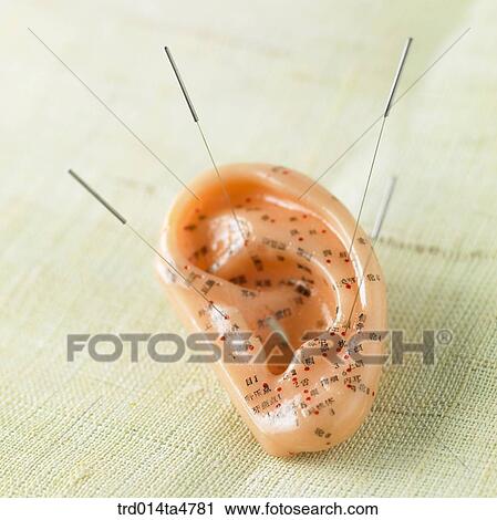 Chinese medicine, Oriental medicine/Accupuncture anatomical model, ear View Large Photo Image Stock Image - Chinese medicine, Oriental medicine/Accupuncture anatomical model, ear. Fotosearch