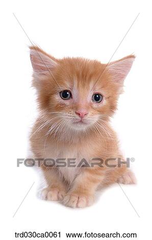 Stock Image - a cat. Fotosearch