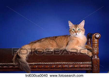 Abyssinian View Large Photo Image Stock Image - Abyssinian. Fotosearch