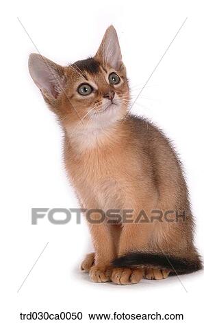 Abyssinian View Large Photo Image Stock Image - Abyssinian. Fotosearch