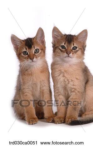 Stock Image - Abyssinian. Fotosearch