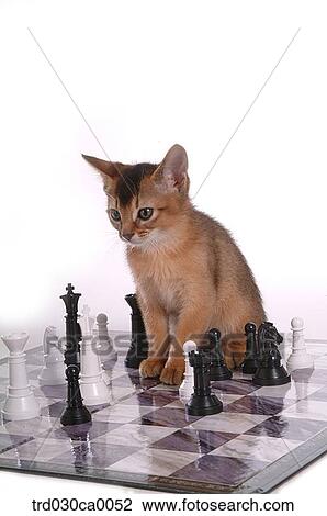 Stock Image - Abyssinian. Fotosearch