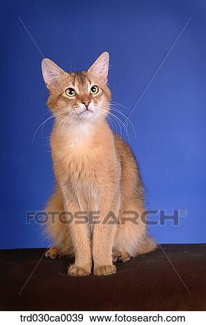 Stock Photo - Abyssinian. Fotosearch