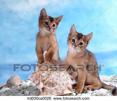 Abyssinian View Large Photo Image Stock Photograph - Abyssinian. Fotosearch
