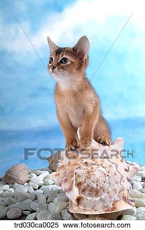 Abyssinian View Large Photo Image Stock Photography - Abyssinian. Fotosearch