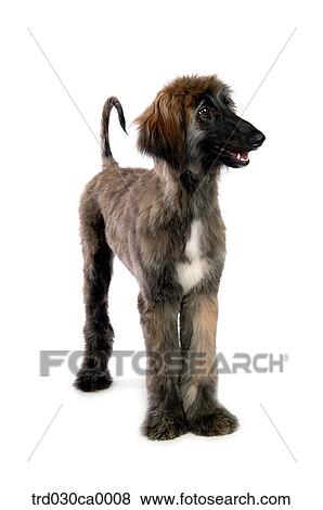 Afghan Hound View Large Photo Image Stock Photo - Afghan Hound. Fotosearch