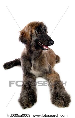 Afghan Hound View Large Photo Image Stock Photo - Afghan Hound. Fotosearch