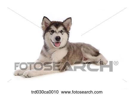 Alaskan Malamute View Large Photo Image Stock Image - Alaskan Malamute. Fotosearch