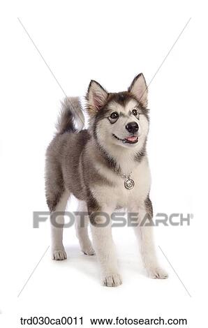 Alaskan Malamute View Large Photo Image Stock Image - Alaskan Malamute. Fotosearch