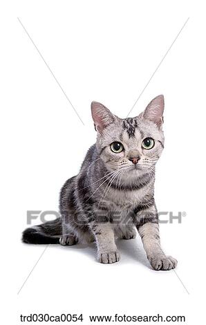 American Shorthair View Large Photo Image Picture - American Shorthair. Fotosearch