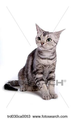 American Shorthair Stock Image Trd030ca0053 Fotosearch