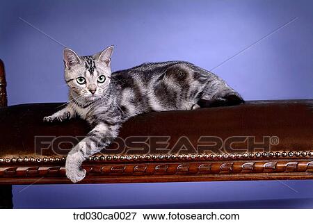 Stock Photo - American Shorthair. Fotosearch