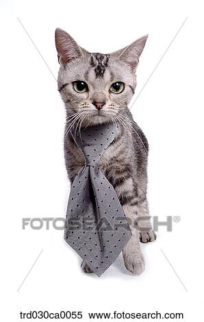 American Shorthair View Large Photo Image Stock Photography - American Shorthair. Fotosearch