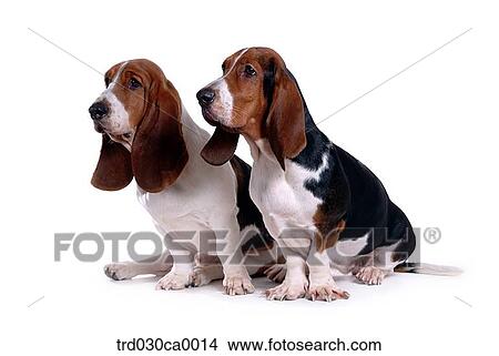 Basset Hound View Large Photo Image Picture - Basset Hound. Fotosearch