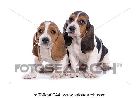 Picture - Basset Hound. Fotosearch