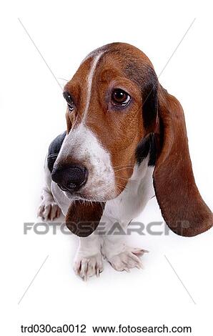 Basset Hound View Large Photo Image Stock Image - Basset Hound. Fotosearch