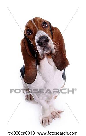 Stock Image - Basset Hound. Fotosearch