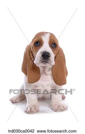 Basset Hound View Large Photo Image Stock Image - Basset Hound. Fotosearch