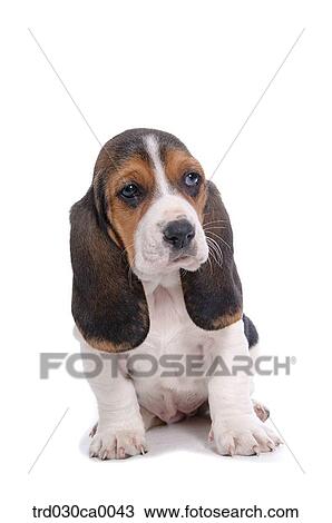 Stock Image - Basset Hound. Fotosearch
