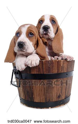 Stock Photo - Basset Hound. Fotosearch